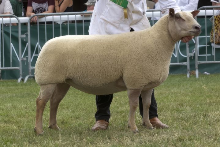 2372013 RWS 5386 Champion topaz upscale 4x