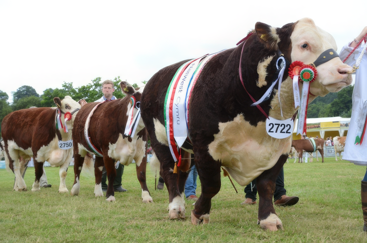 hereford261 topaz upscale 4x